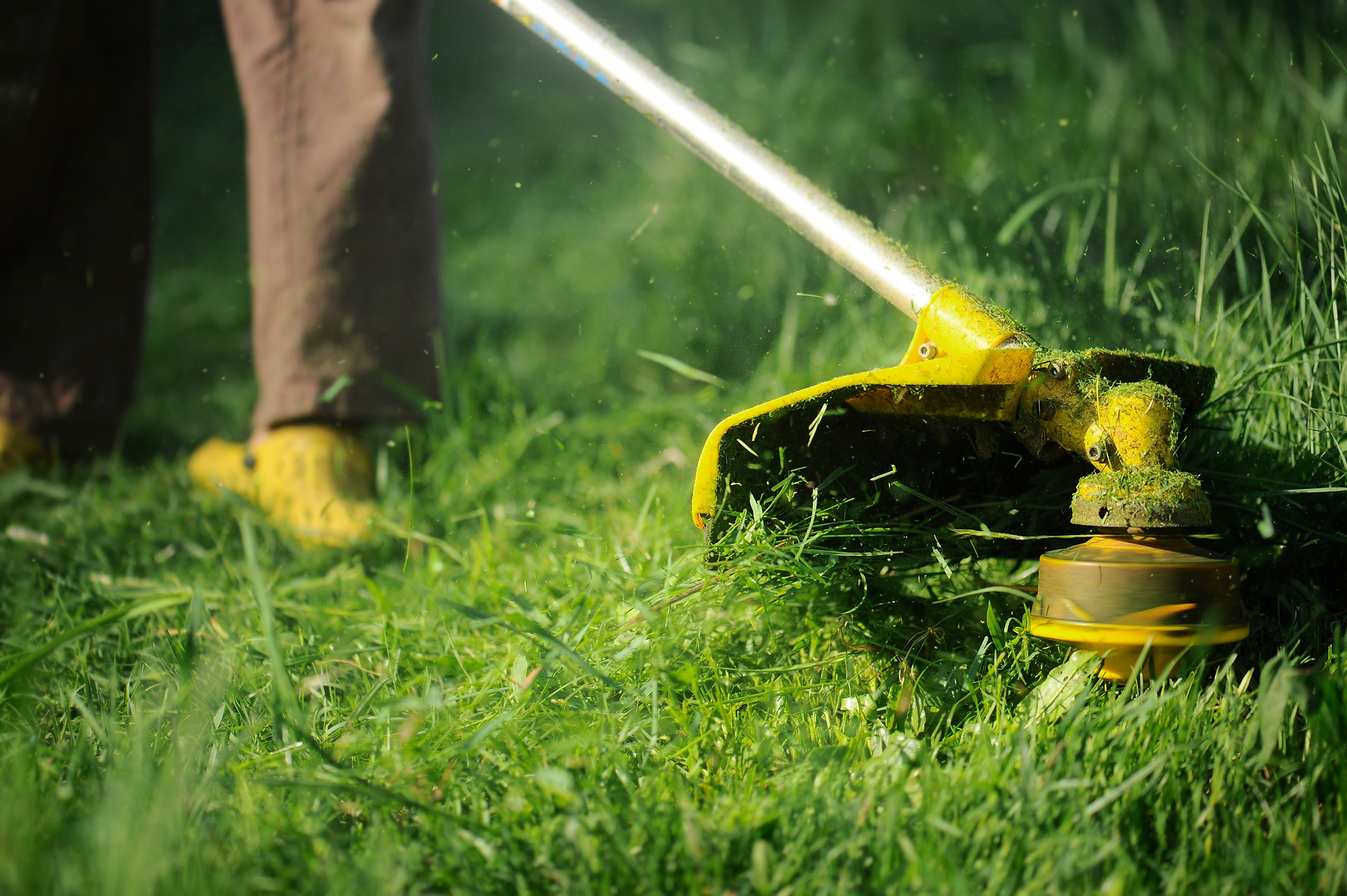 Lush Green Lawn